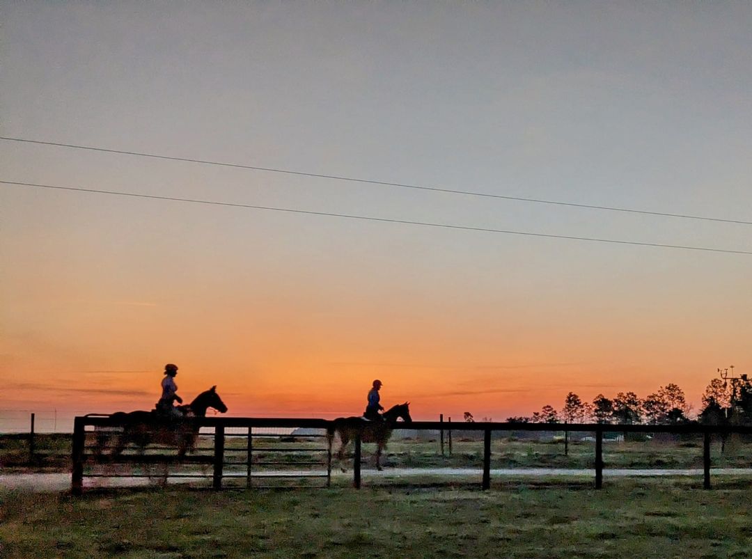 Morning horses